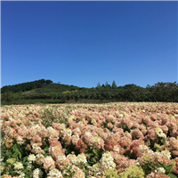 木本绣球 八仙花大花水桠木 大苗小苗花朵批发