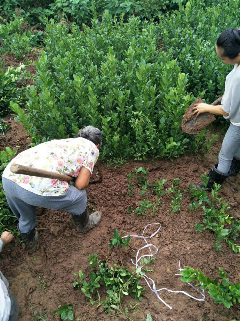 四川佛手种植基地 金佛手苗 一棵佛手苗