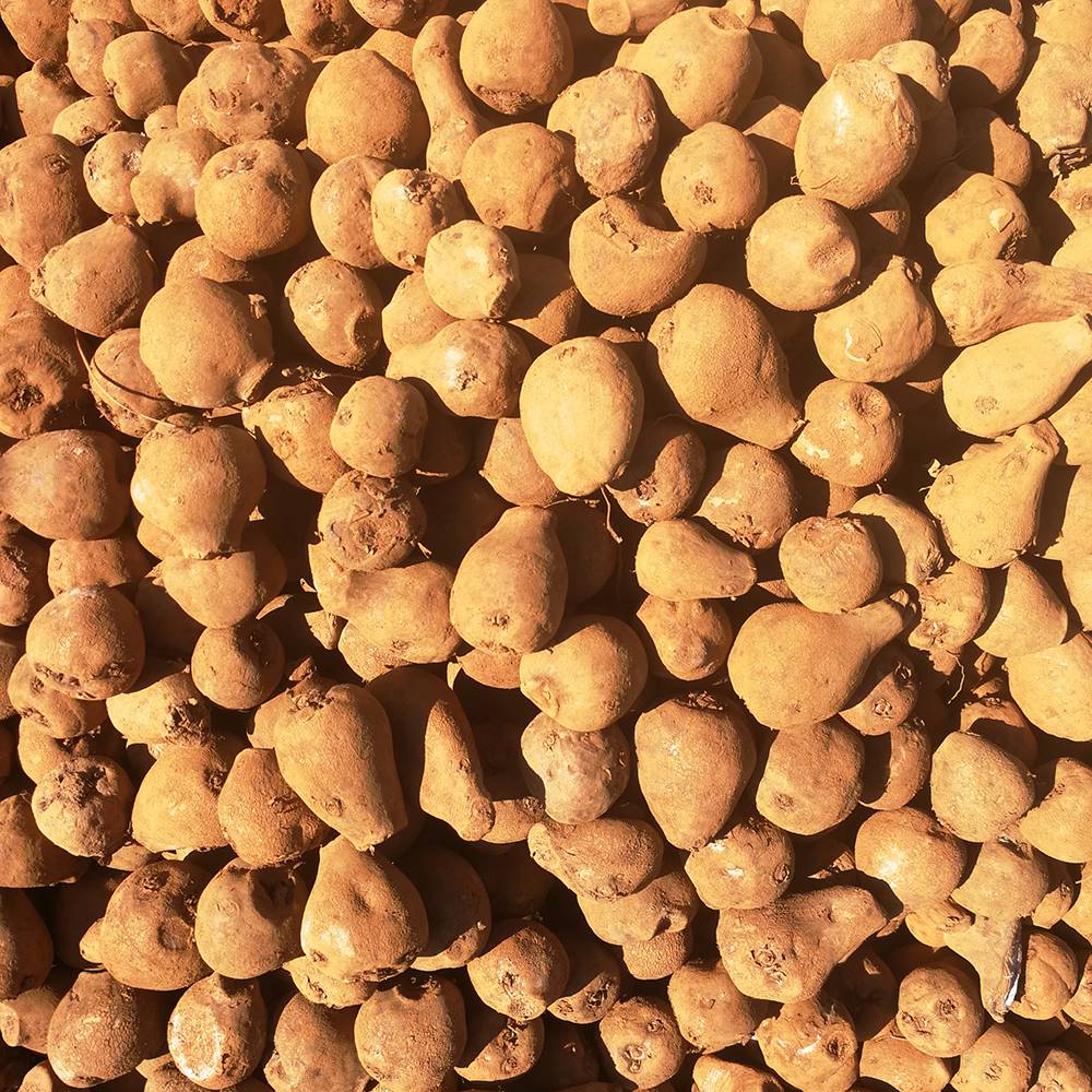 湖北魔芋种子图片