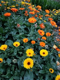 金盏菊花籽批发