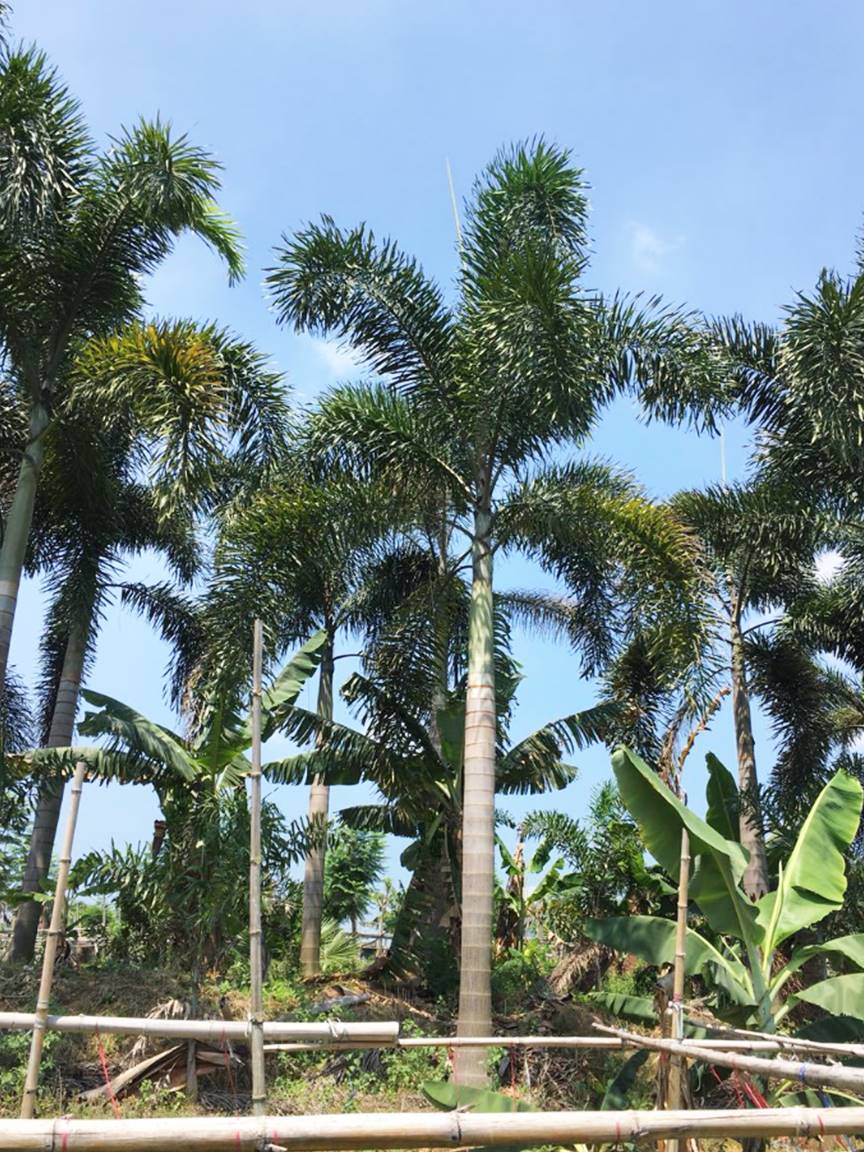 湛江裸杆高4米狐尾椰子价格635元