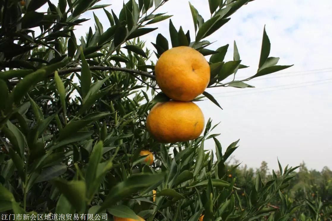 忻州市哪里可以买到小青柑aex