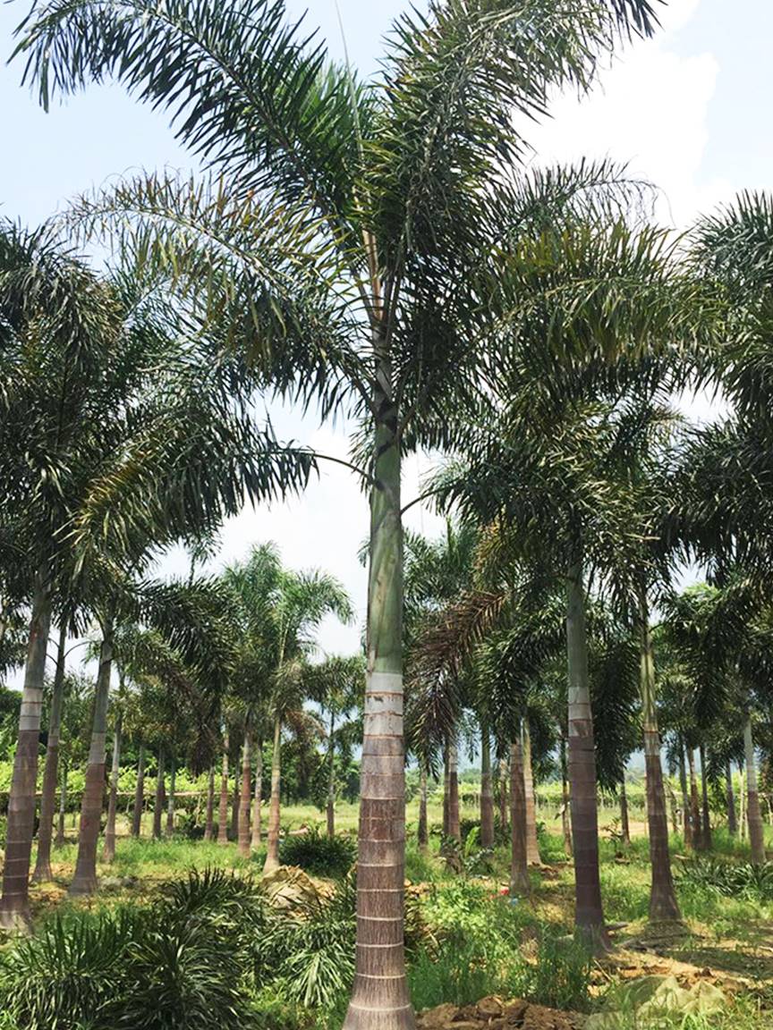 安徽苗圃供应杆高35米狐尾椰子地苗假植苗价格390元