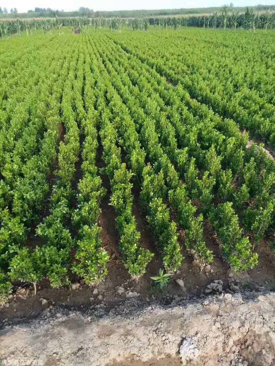 甘肅小葉黃楊價格 小葉黃楊修剪養護技巧