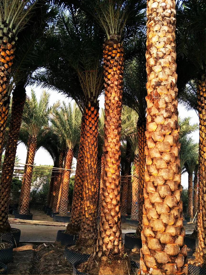 杆高5米中东海枣银海枣1450元