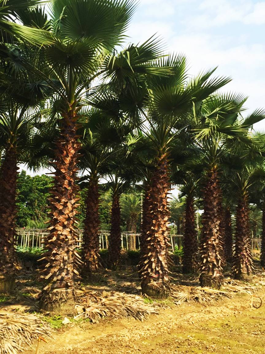 广东4米高老人葵价格