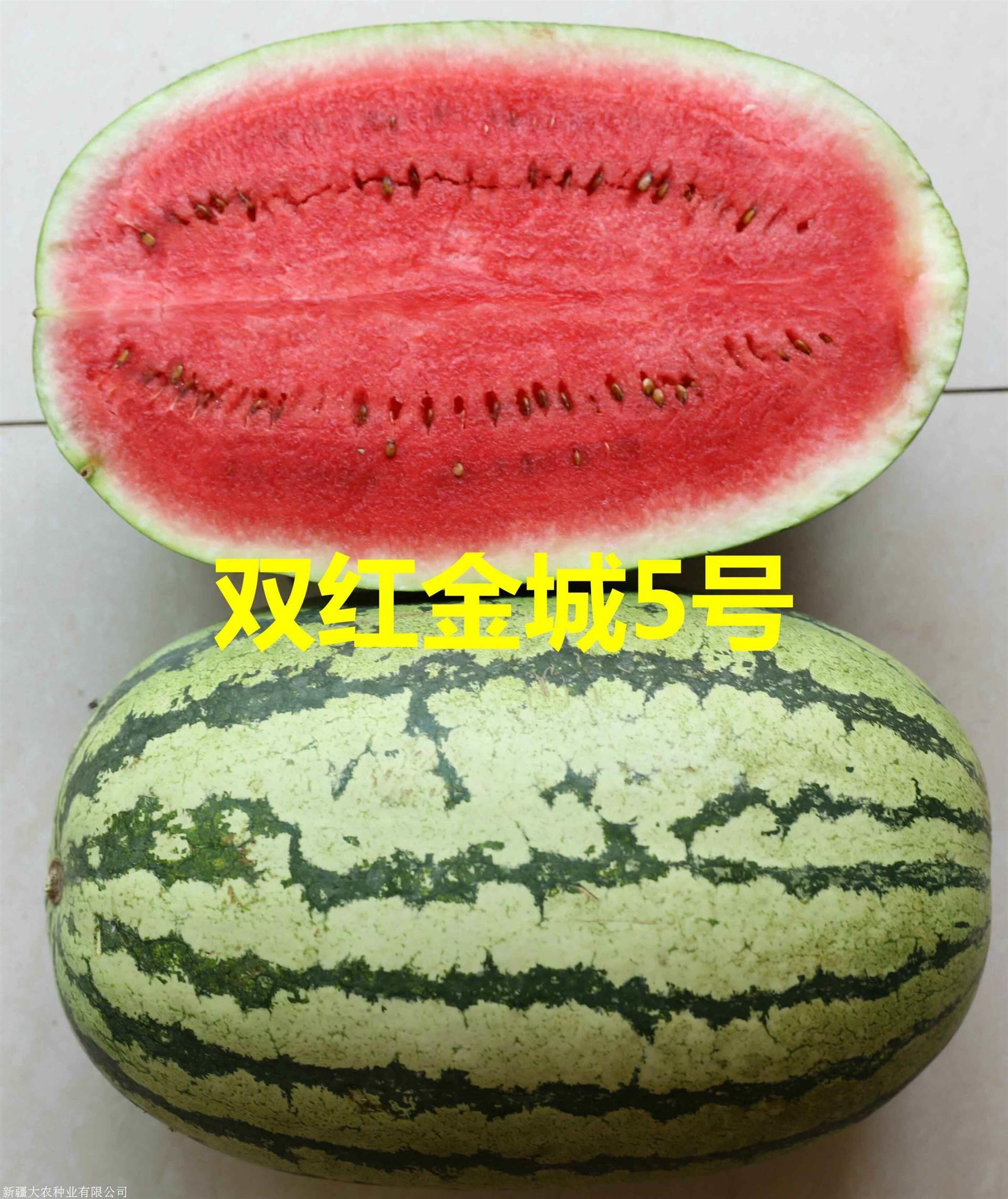 双红金城5号西瓜种子销售价格