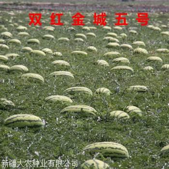 双红金城5号种子价格