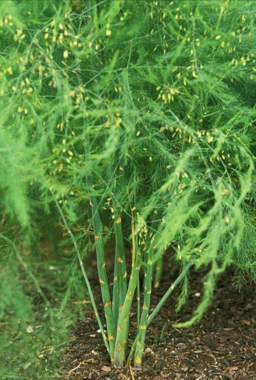 山东芦笋苗的市场