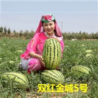 双红金五西瓜有什么优势(西瓜有哪些优势？)