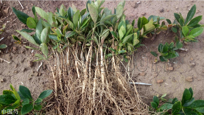 内蒙古白鲜皮苗子常年大量供应