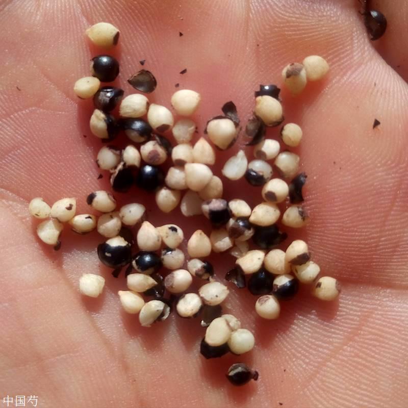 白鲜皮种子不掺陈种无捂热-搜了网