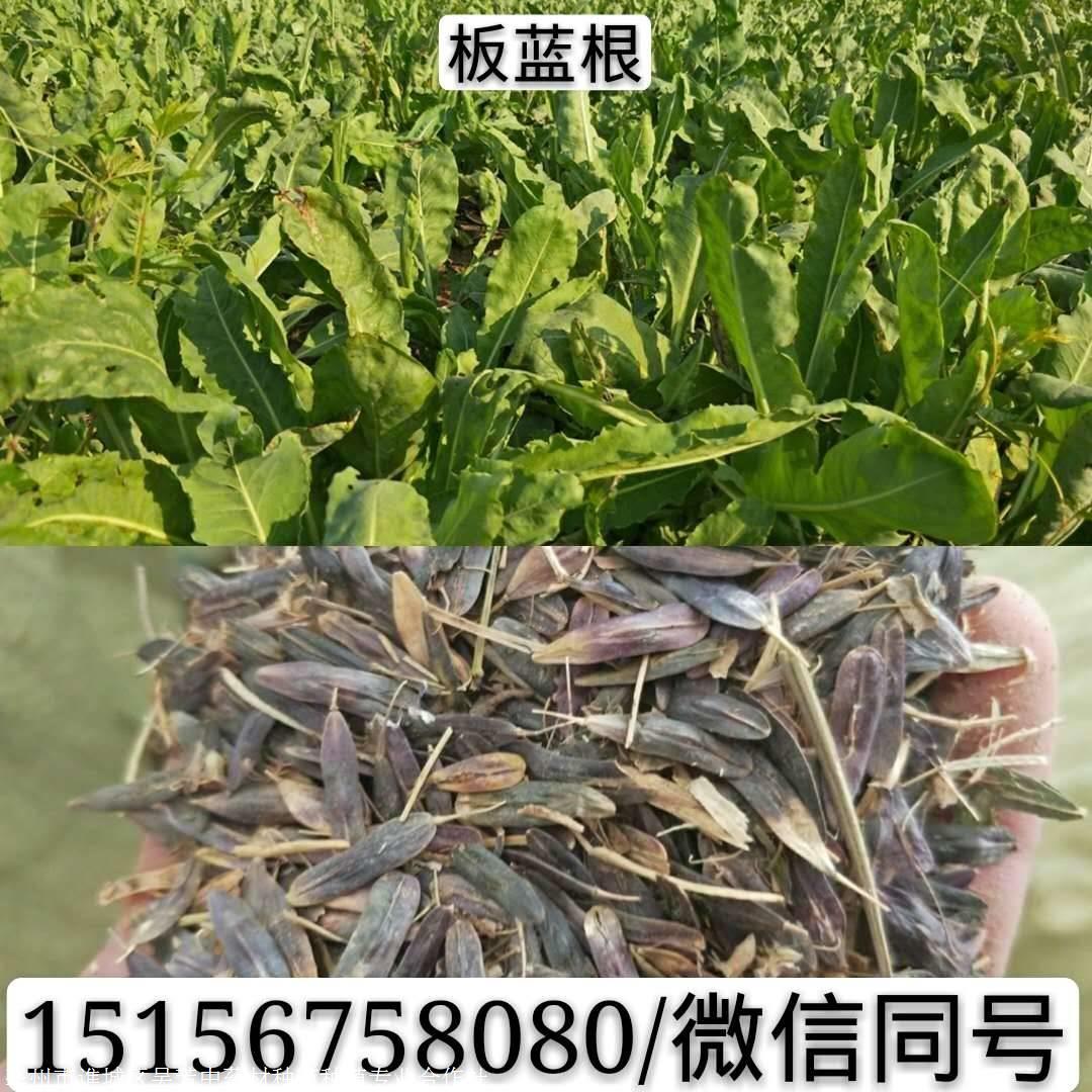 板藍根種子批發板藍根籽價格