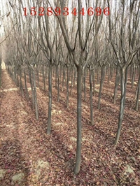 甘肃红叶李批发 红叶李种植基地