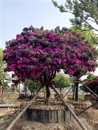 进口杜鹃基地（进口杜鹃基地在哪里）