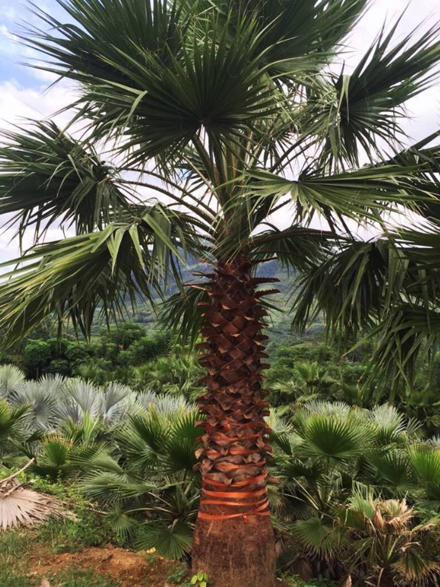 老人葵华棕的分布情况