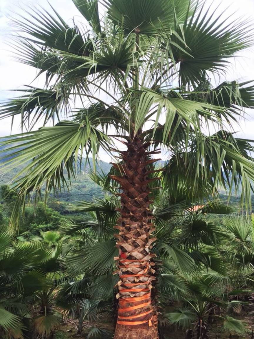 上海假植双色三角梅景观造园徐汇高度2米双色三角梅价格