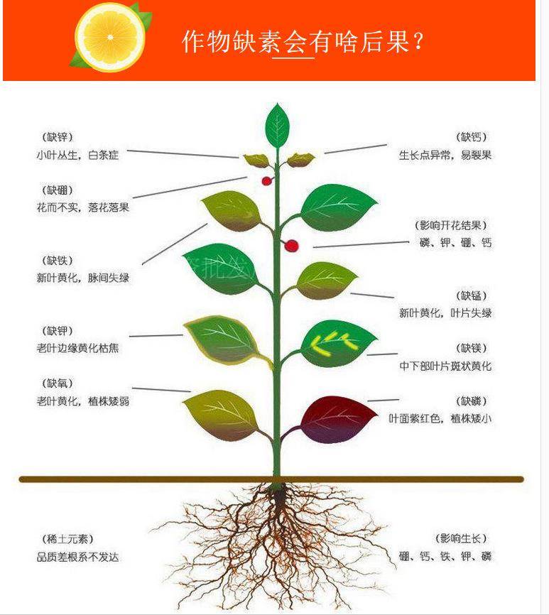 流體硼速效水溶硼肥農用微量元素葉面肥糖醇螯合液體小分子