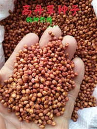 耐热耐旱养牛草籽销售点