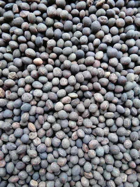 箭舌野豌豆种子全国供货