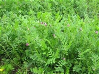 四川一级绿肥野豌豆种子
