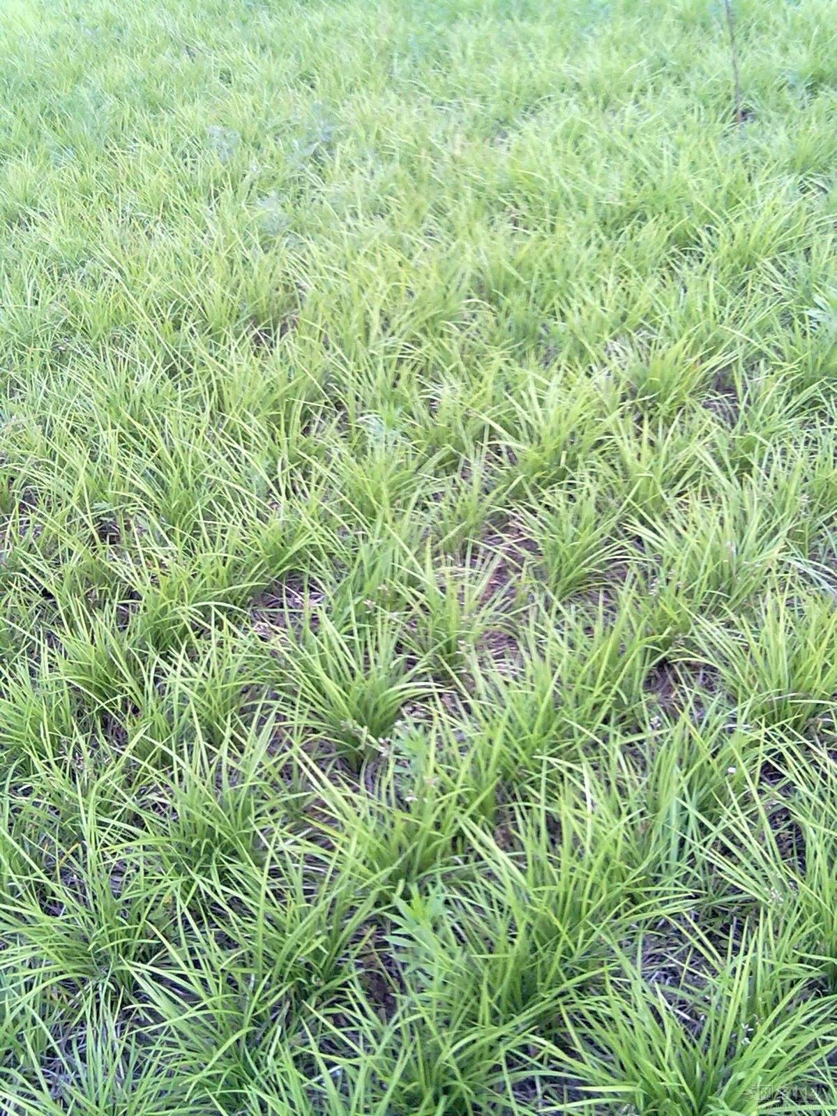 种植麦冬苗一亩地大概要收入