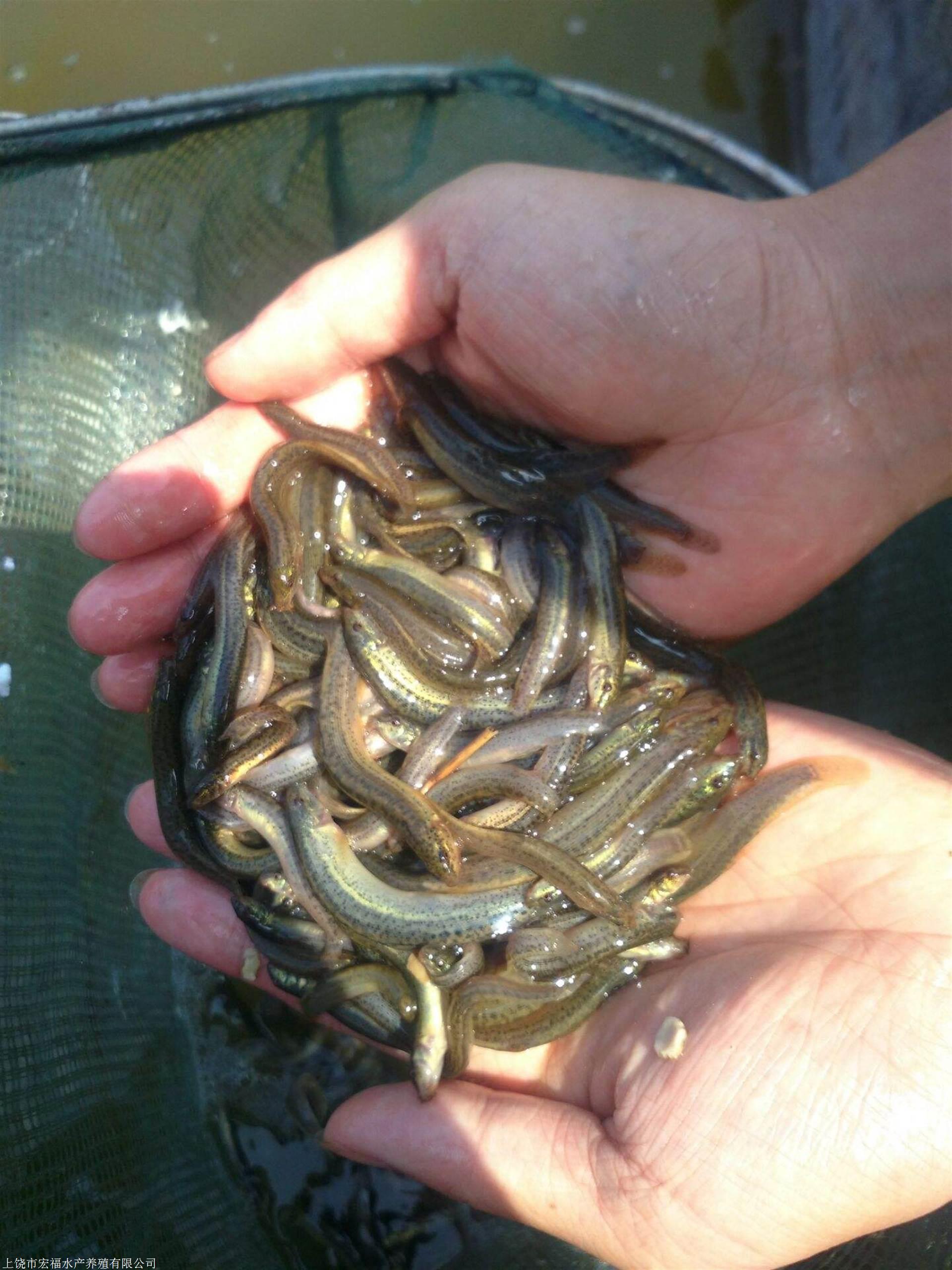 江鳅鱼养殖图片