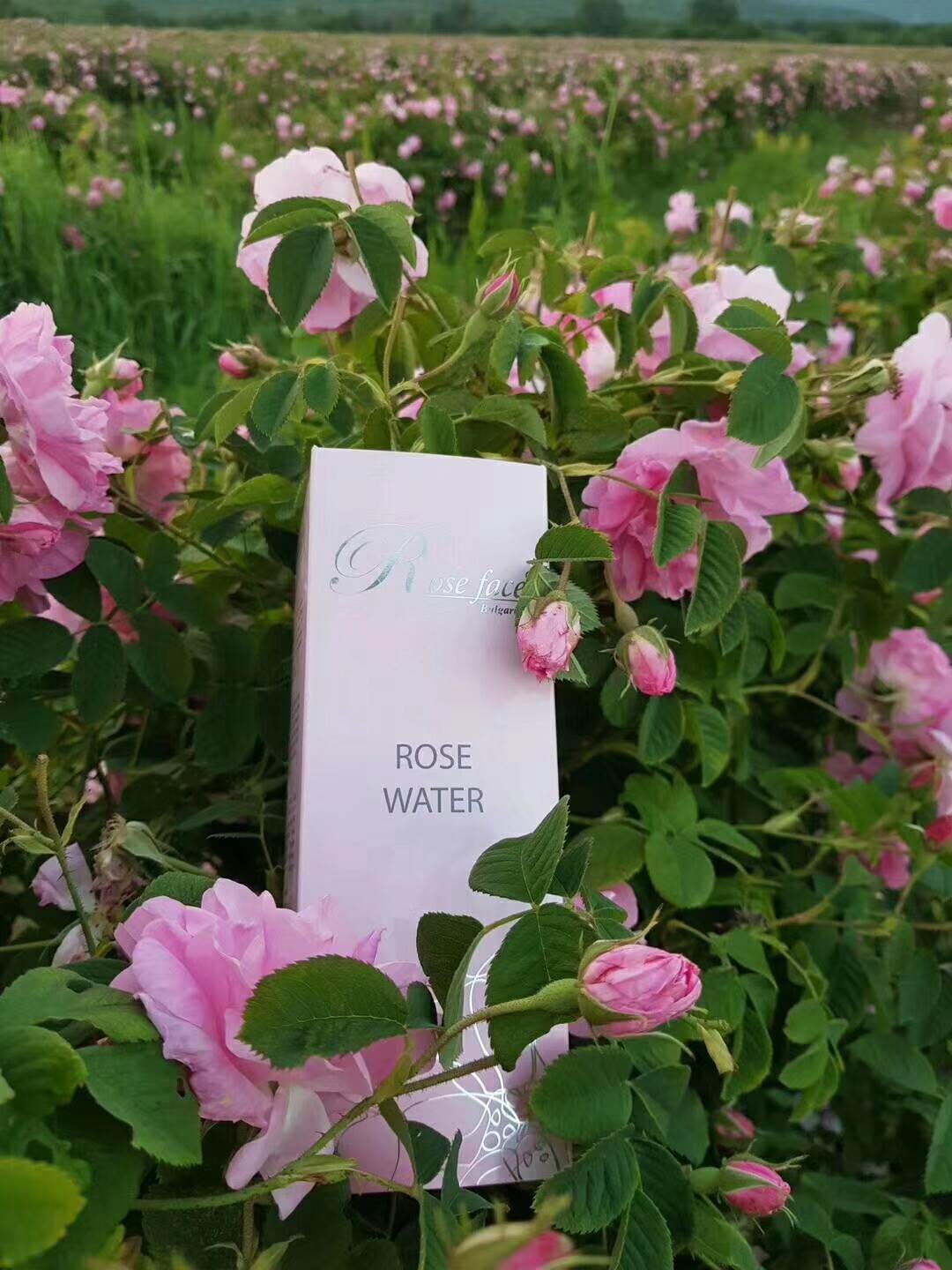 rose face保加利亚玫瑰精油 大马士革玫瑰精油多少钱