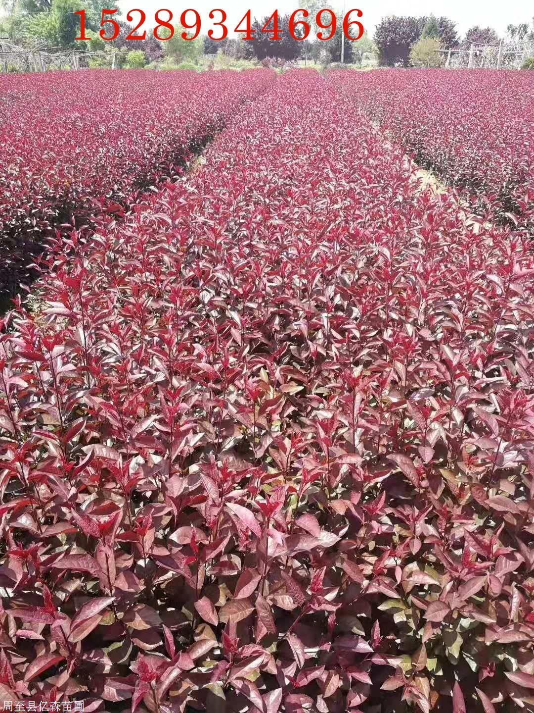 陕西什么地方有紫叶矮樱绿篱色带营养钵紫叶矮樱批发