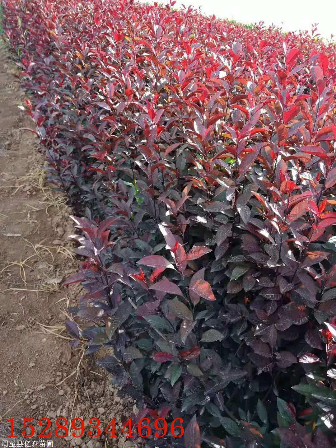 陕西什么地方有紫叶矮樱 绿篱色带营养钵紫叶矮樱批发