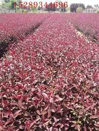 紫叶矮樱 宁夏 内蒙古紫叶矮樱批发 西北紫叶矮樱种植基地