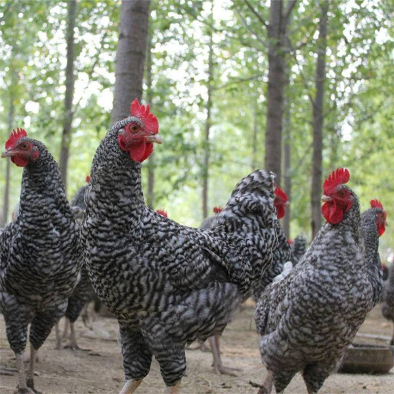 2019年芦花鸡多少钱一只厂家供应价格优惠