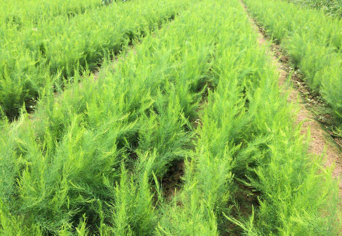 白芦笋和绿芦笋的区别