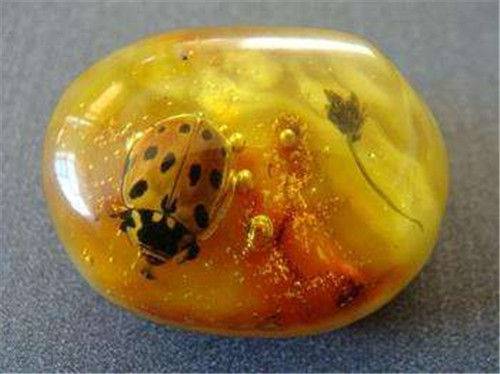 上门收购红松脂琥珀在哪里成交快