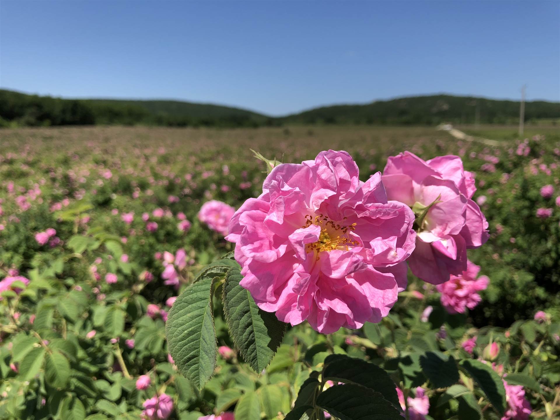 保加利亚玫瑰节保加利亚玫瑰节花语roseface门店玫瑰谷
