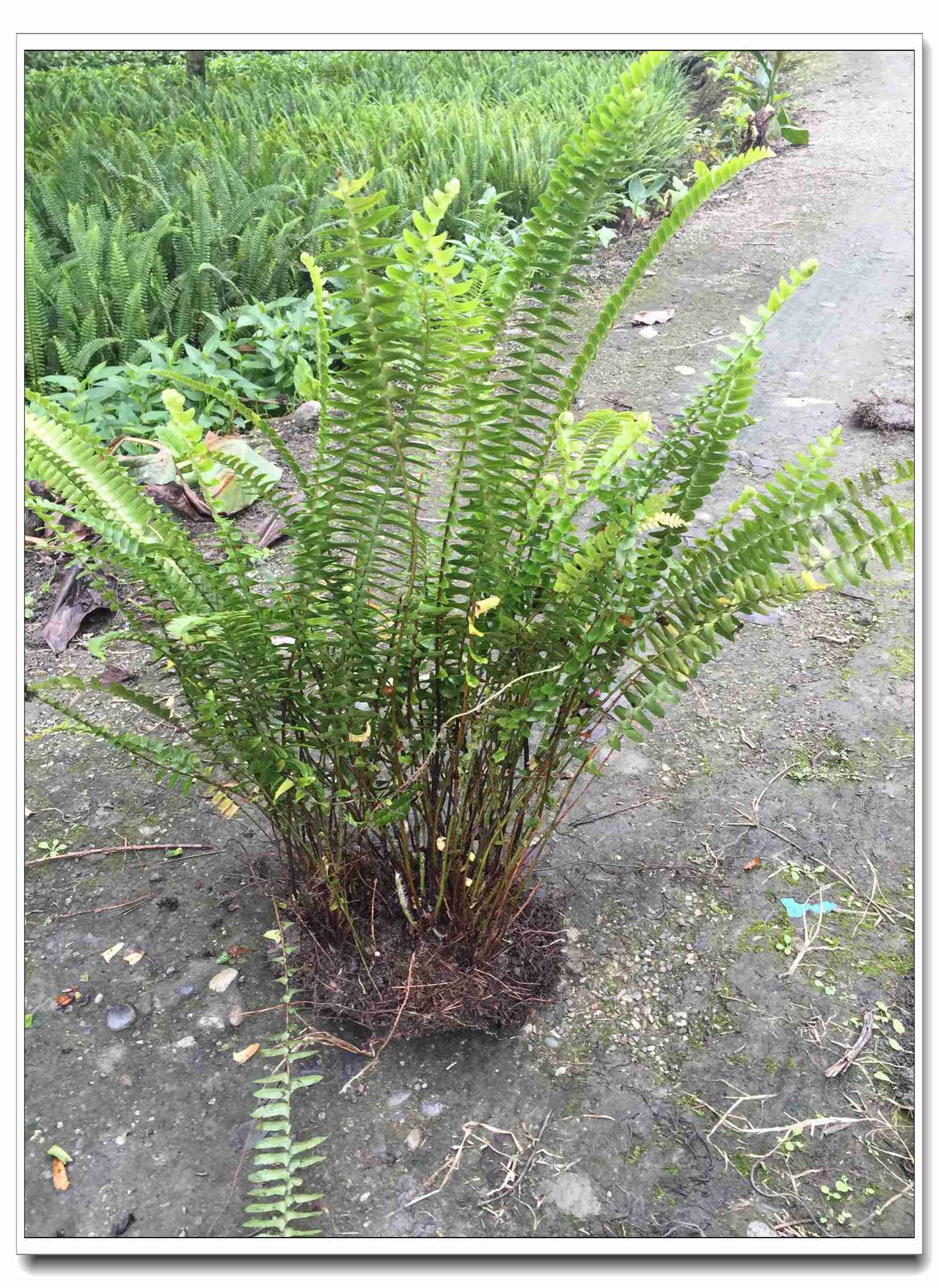 成都肾蕨苗基地种植的肾蕨是土壤清洁工空气净化器