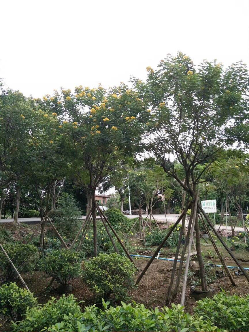 河南基地直销米径10公分黄花槐盆景盆栽价格785元