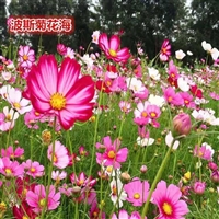 草花播种前（孔雀草花什么时候播种）