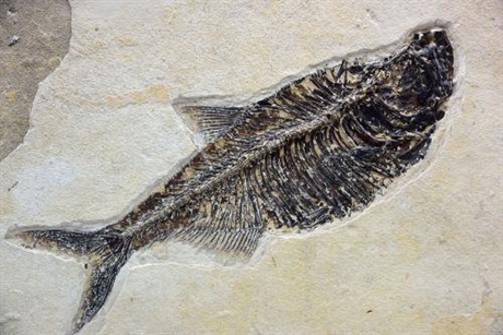 含肺鱼化石图片