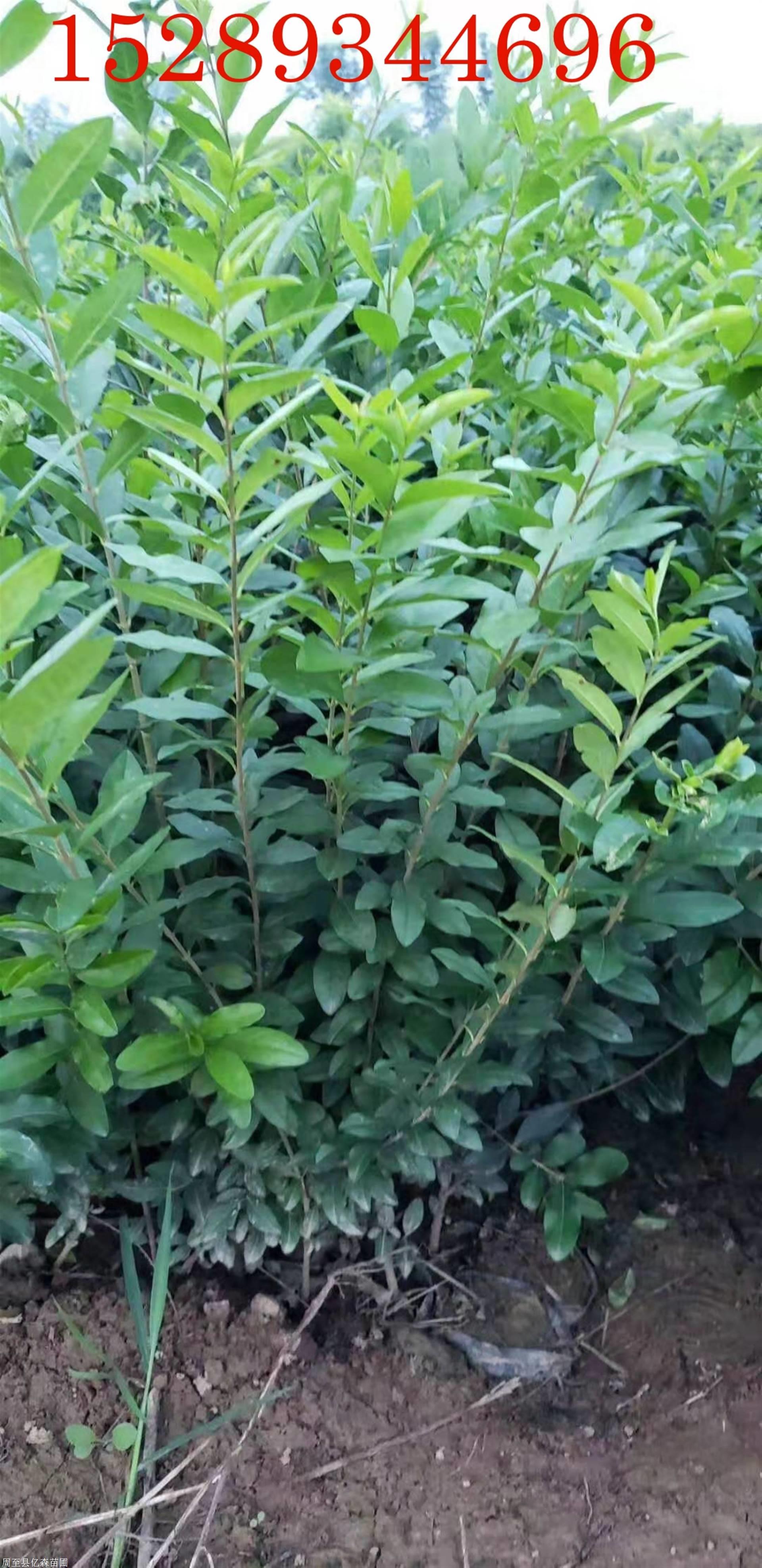 2019陕西水腊苗价格水腊种植批发大型基地精品水腊种植技术