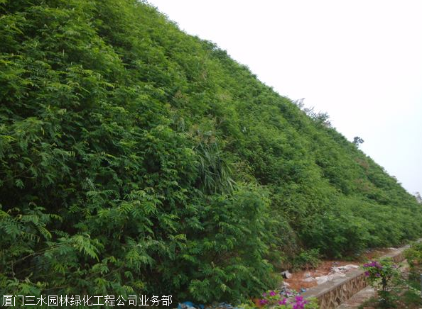 公路河道邊坡湖北省四季常綠不枯黃草籽草種