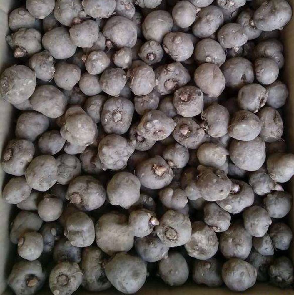 云南省魔芋种子批发,楚雄魔芋种子批发商,高产脱毒脱水