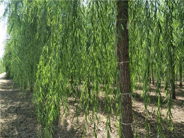 两公分垂柳苗价格