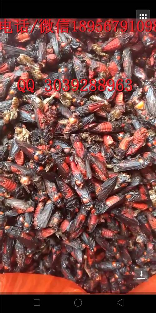 红娘子哪里有卖