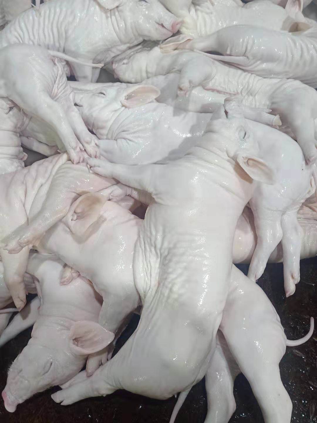 乳猪批发报价乳猪屠宰厂