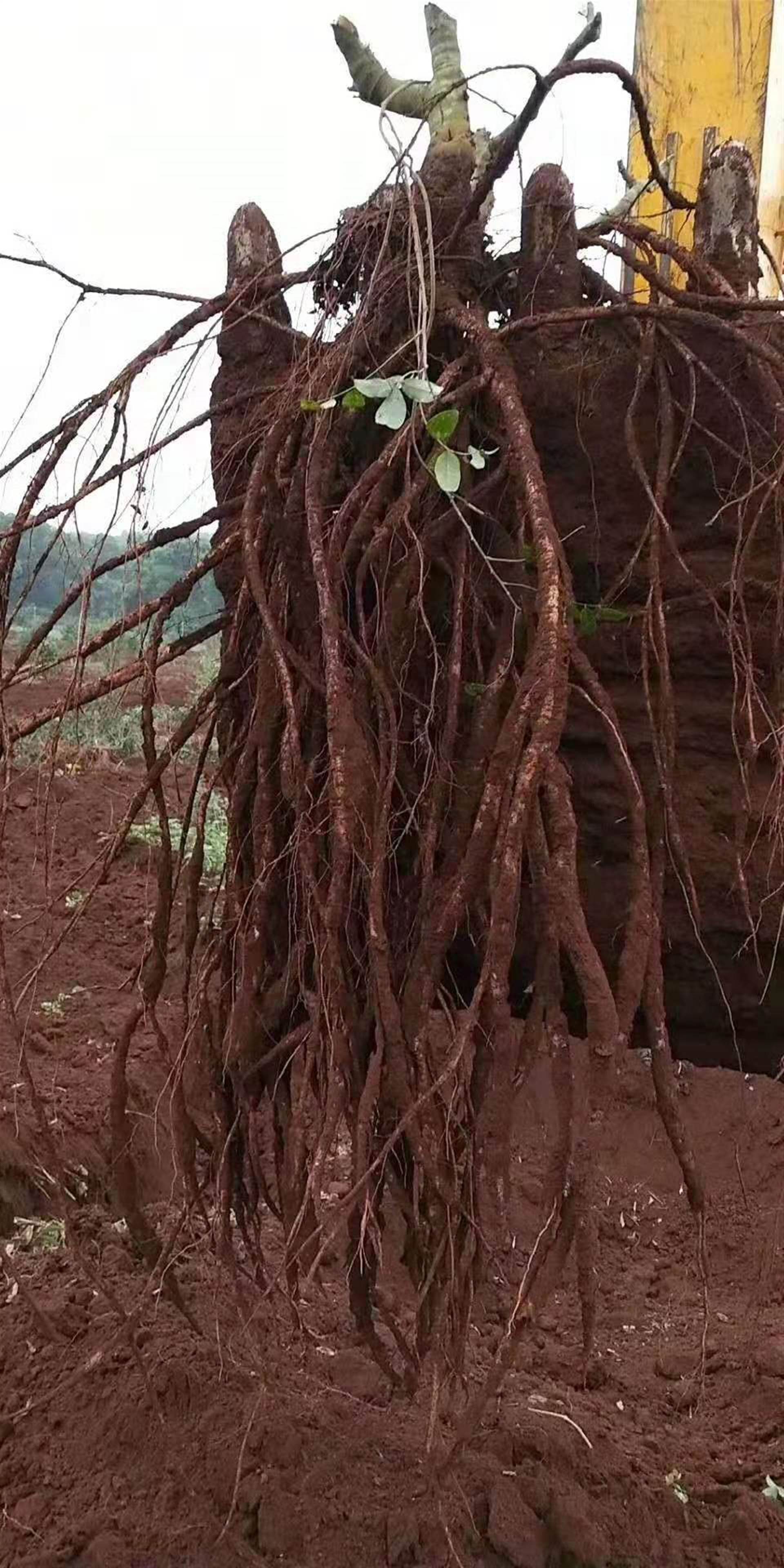 海南牛大力種苗 海南牛大力種苗批發