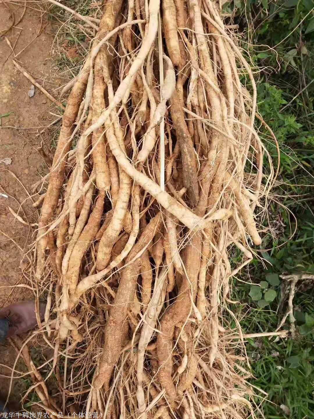 海南牛大力基地海口牛大力苗種植