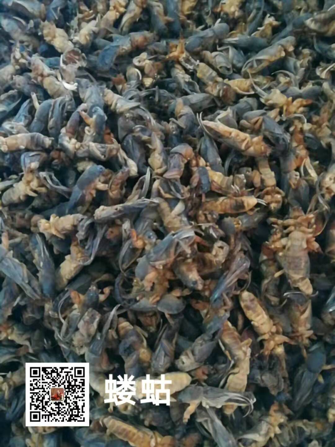 蟪姑,蝼窒,蟓蛉,杜狗,炙鼠,津姑,蝼蜮,仙姑,石鼠,硕鼠,蛄,土狗,地狗