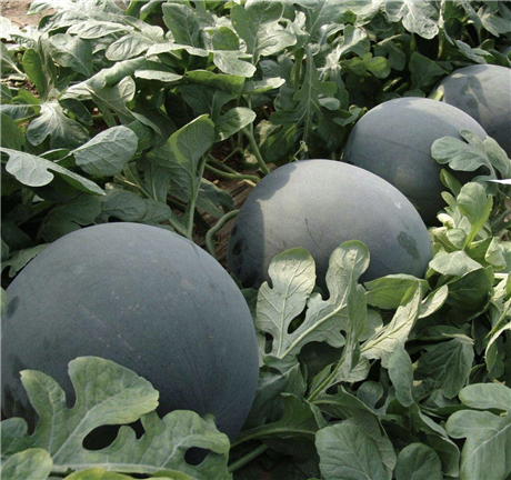西瓜批发安徽砀山西瓜西瓜批发基地