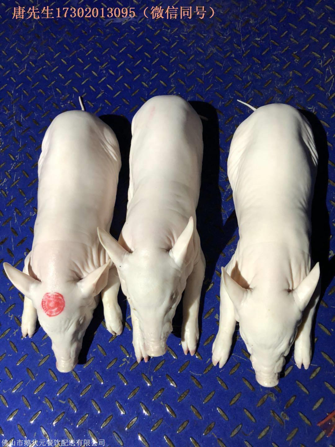 佛山乳猪批发大量供应